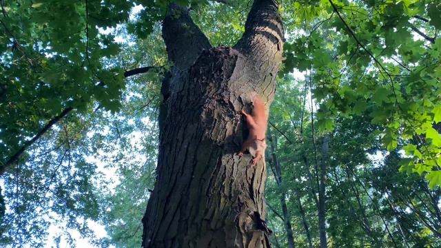 Белка в парке: разговаривает, кушает, бегает по веткам. смотреть онлайн