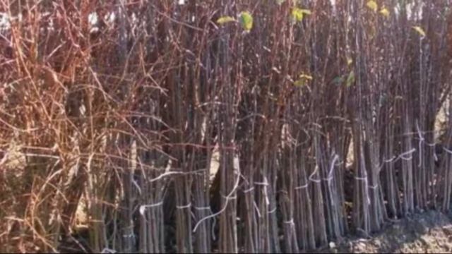 Черешня – это кустарник или дерево смотреть онлайн