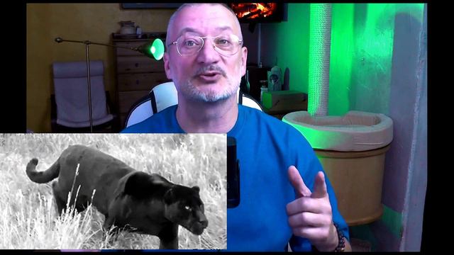 Сошла с ума? Почему кошка носится по дому. Одна из причин. смотреть онлайн