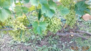 Выращивание винограда | Почему так важно удаление нижних листьев на винограде