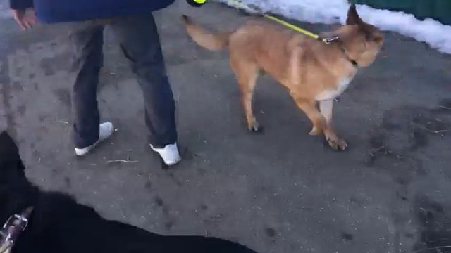 Альма гуляет на поводке / Alma walks on a leash смотреть онлайн