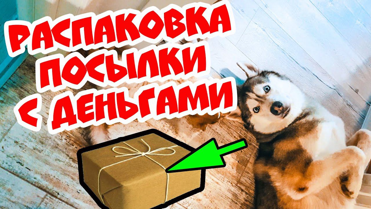 DOGVLOG: ХАСКИ ПОЛУЧИЛ ПОСЫЛКУ С ДЕНЬГАМИ! Выполняю ЗАДАНИЯ ПОДПИСЧИКОВ. Говорящая собака смотреть онлайн