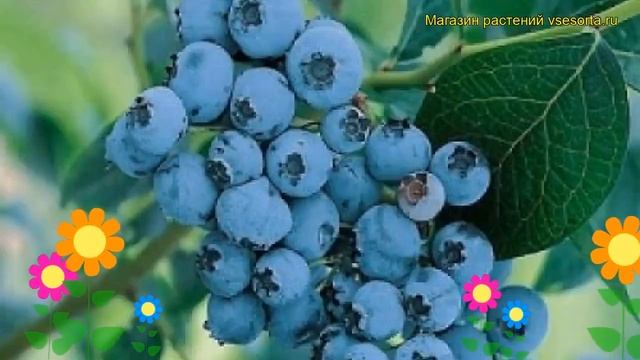 Голубика садовая Элизабет. Краткий обзор, описание характеристик vaccinium corymbosum Elisabeth смотреть онлайн