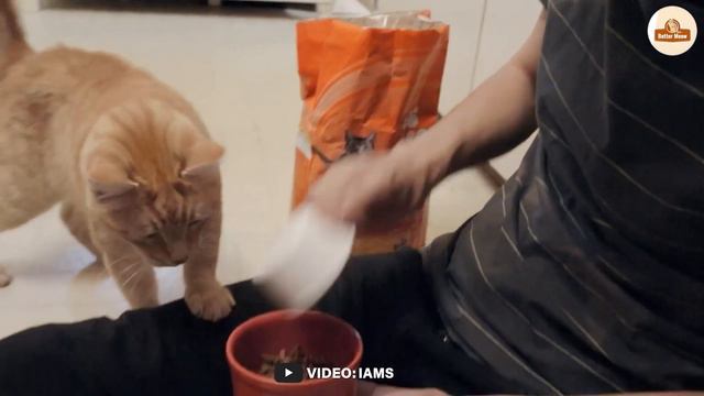 iams vs purina one cat food: Which Is Better In 2023? смотреть онлайн