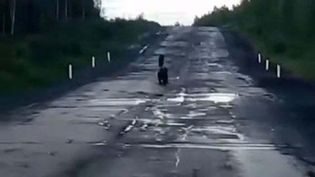 медведи на дороге смотреть онлайн