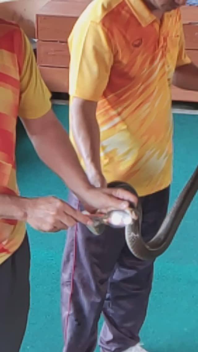 Как берут Яд у кобры. Бесплатная обзорная экскурсия Пхукет.
Таиланд 2024 за 50 тысяч рублей. Тутси смотреть онлайн