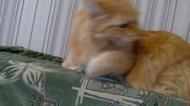 Рыжий Кот очень злится. Рычит, страшно... смотреть онлайн