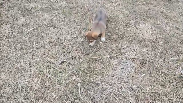 Хозяйство - щенки - февраль 2023/Новая Жизнь РоМашки смотреть онлайн