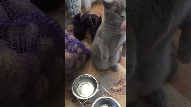 Cat - Buket смотреть онлайн