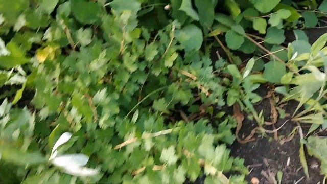 #ДАЧА#БЕСШИПНЫЙ #КРЫЖОВНИК В МОЕМ САДУ. смотреть онлайн