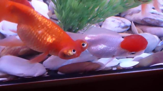 Рыба! смотреть онлайн