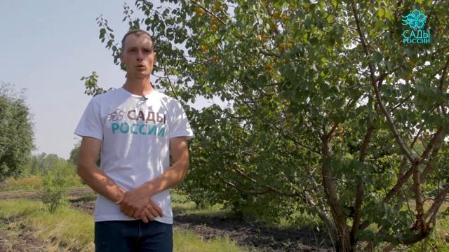 Абрикос Сибиряк Байкалова смотреть онлайн