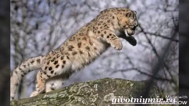 Снежный барс|Семейство кошачьих. смотреть онлайн