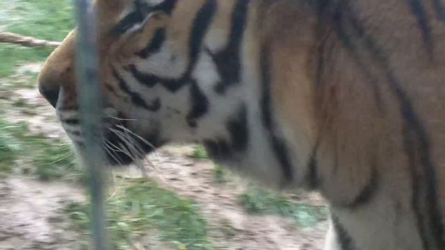 Tiger, Tiger Burning Bright