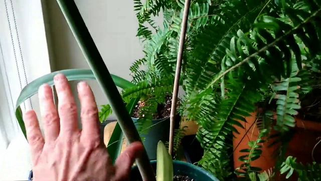 Bloom amaryllis bulb from last year смотреть онлайн