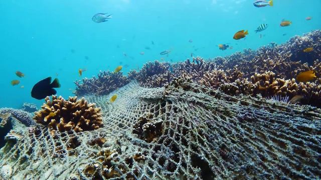 [NEW] The Ocean 4K (ULTRA HD) - Beautiful Coral Reef Fish - Reduce Stress And Anxiety смотреть онлайн