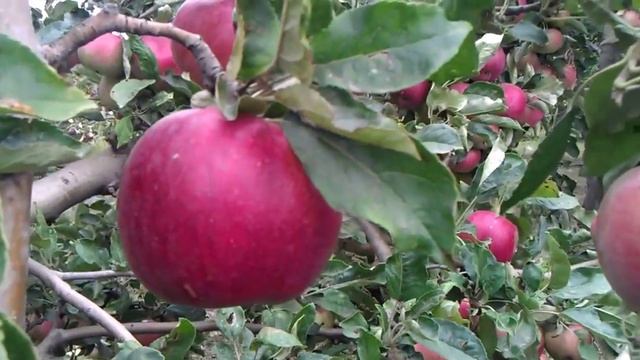 Яблоки в моём саду. Урожай до 150 килограмм с дерева! смотреть онлайн