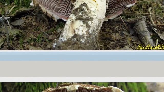 Pečárka Langeova - Agaricus langei смотреть онлайн