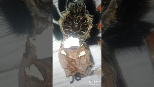Определение пола у паука птицееда смотреть онлайн