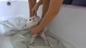 ЧТО ПАПА СДЕЛАЛ С АРБУЗОМ?? Как мы МЫЛИ ЭЛЬКУ!! КОШКА УКУСИЛА ПАПУ!!!  почему МАМА не любит СЛАЙМЫ?