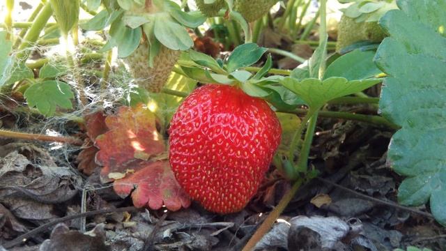 КЛУБНИКА РЕМОНТАНТНАЯ ПОСАДКА,УХОД. смотреть онлайн