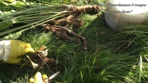 Посадка хрена осенью,черенками