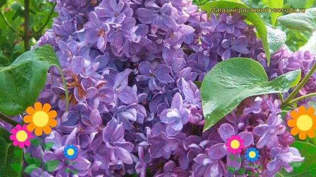 Сирень обыкновенная Виолетта. Краткий обзор, описание характеристик Syringa Vulgaris Violetta