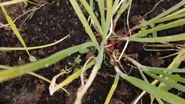 Лук шалот семейный, розовая семейка из Самары, видео 19 смотреть онлайн