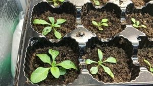 ПЕТУНИЯ АМПЕЛЬНАЯ БЕЛЫЕ ЧЕРВЯЧКИ в ЗЕМЛЕ