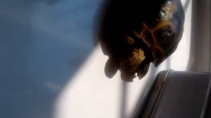 Черепаха вытягивает голову почему??