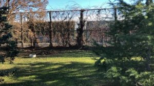 ?Пансионат САМШИТОВАЯ РОЩА ДЕКАБРЬ 2020.ПОЛНЫЙ ОБЗОР.Стоит ли сюда Приезжать!!Честный обзор!АБХАЗИЯ