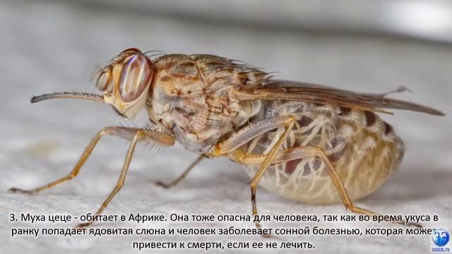 Cамые опасные насекомые мира для человека (шершень, комар, муха це-це и другие) смотреть онлайн