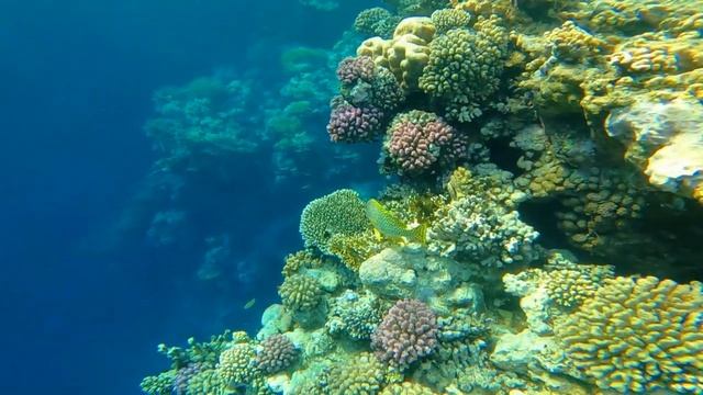 Шарм-Эль-Шейх, Египет, Красное море, подводный мир Акульей Бухты смотреть онлайн