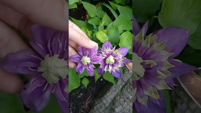 Клематис Тайга (Taiga)