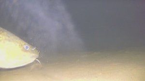 Поклевка налима (съемка на подводную камеру)