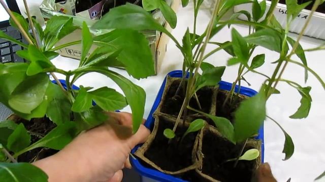 Правила прищипки ВЗРОСЛОЙ рассады Львиного зева, Стевии,Левкоя,Циннии,Лобелии.