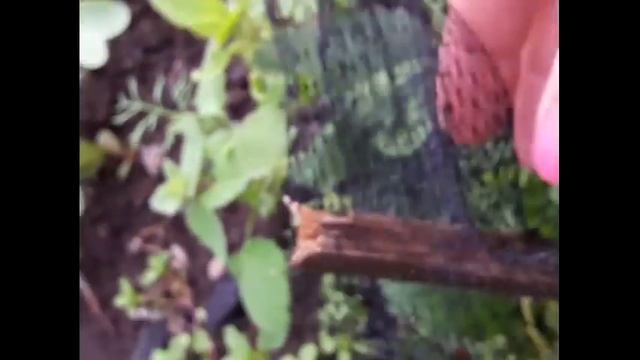 КТО ЕСТ КЛУБНИКУ НА ГРЯДКЕ/конец июля-Лен.обл/ смотреть онлайн