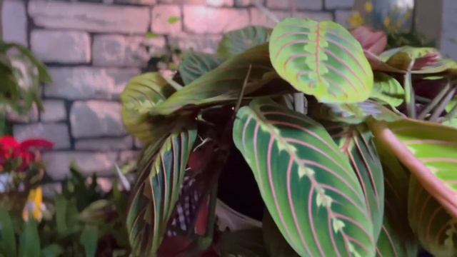 Plant Tip For Calathea, Stromanthe, & Maranta