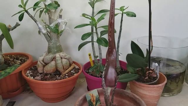 Чем это ПАХНЕТ??Sauromatum venosum??? смотреть онлайн