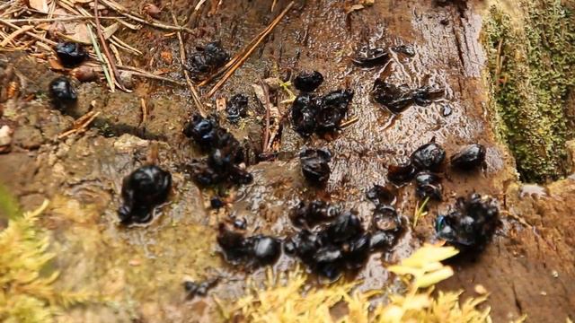 Пустые бутылки и геноцид жуков Беловежской пущи смотреть онлайн