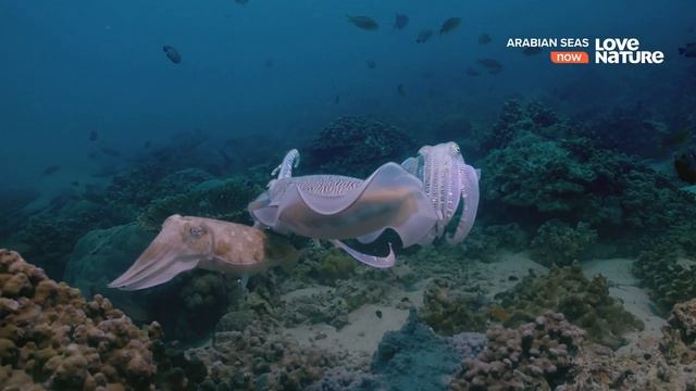 Моря Аравийского полуострова / Arabian Seas Серия 2 Волшебники рифов 4К смотреть онлайн