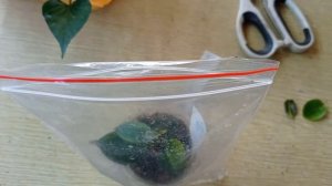 Диплодения, укоренение, обзор черенков на 15.04.2023 г.