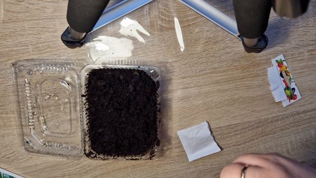 Как сажать тархунэстрагон. Сажаем тархунэстрагон на рассаду. Сорт: Гудвин и Зеленый дол.