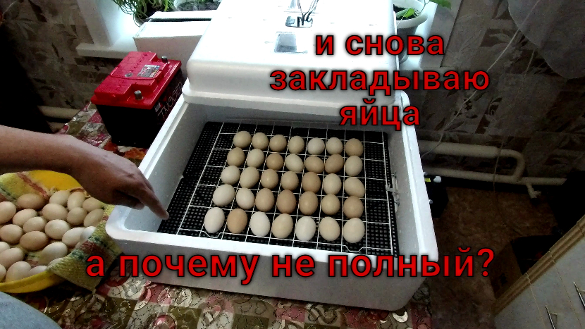 Снова заложил яйцо в инкубатор.