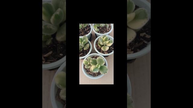 #short Garritas de oso variegadas o Cotyledon Tomentosa variegado❤️❤️❤️ смотреть онлайн