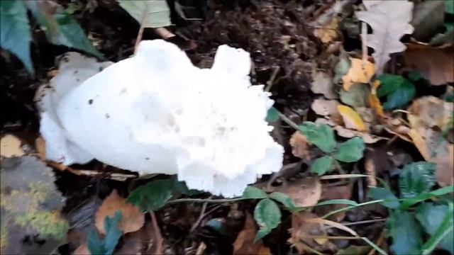 Яйцо ведьм.Весёлка.Самый необычный гриб-цветок.Природа,юмор,приколы,необычное,интересное,удивительн смотреть онлайн