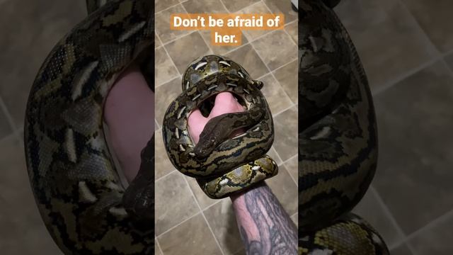Meet Hera, A Friendly Dwarf Reticulated Python! смотреть онлайн