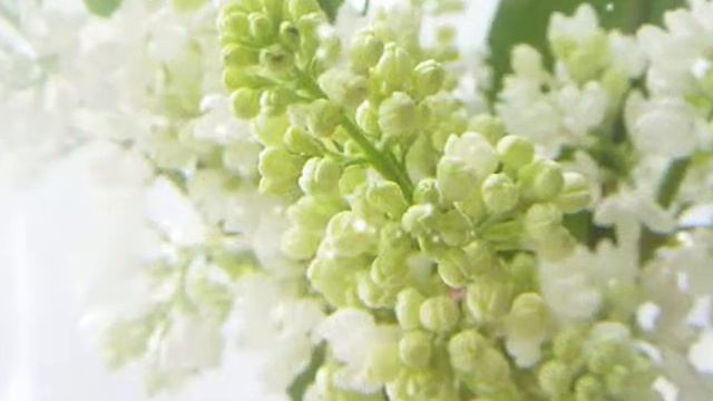 БЕЛАЯ СИРЕНЬ смотреть онлайн