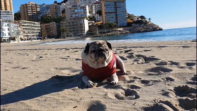 DOG PUG CARLINO MUSYA/МУСЯ ОТДЫХАЕТ НА СРЕДИЗЕМНОМ МОРЕ ИСПАНИИ смотреть онлайн