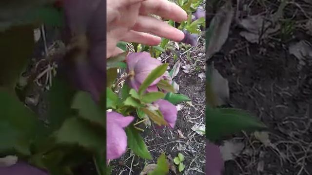 Морозник махровый смотреть онлайн